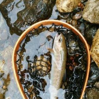 釣り仲間募集