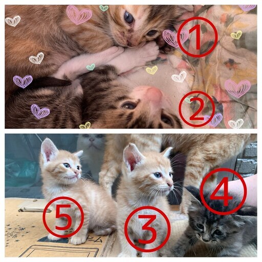 ありがとうございました わたなべ 波止浜の猫の里親募集 ジモティー ありがとうございました わたなべ 波止浜の猫の里親募集 ジモティー