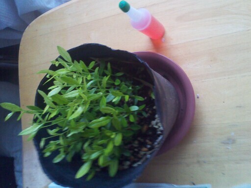 フェイジョア Feijoa 実生苗１本小苗ロングポット苗抜き苗 じゅんひぐ 実籾のその他の中古あげます 譲ります ジモティーで不用品の処分