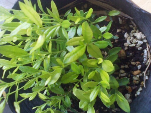 フェイジョア Feijoa 実生苗１本小苗ロングポット苗抜き苗 じゅんひぐ 実籾のその他の中古あげます 譲ります ジモティーで不用品の処分