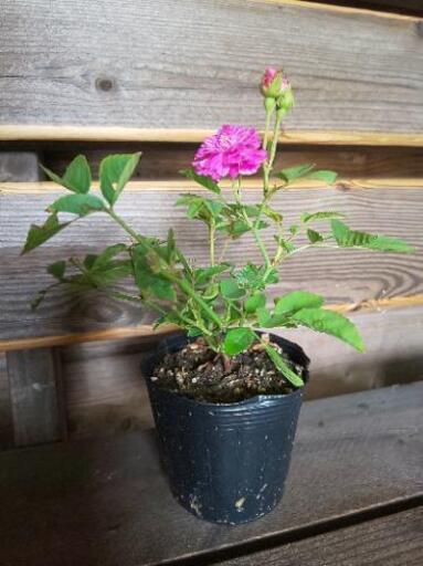 スイートチャリオット 香りのミニバラ カーナ 八栗のその他の中古あげます 譲ります ジモティーで不用品の処分