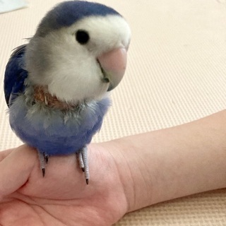 コザクラインコ 里親募集 ジモティー