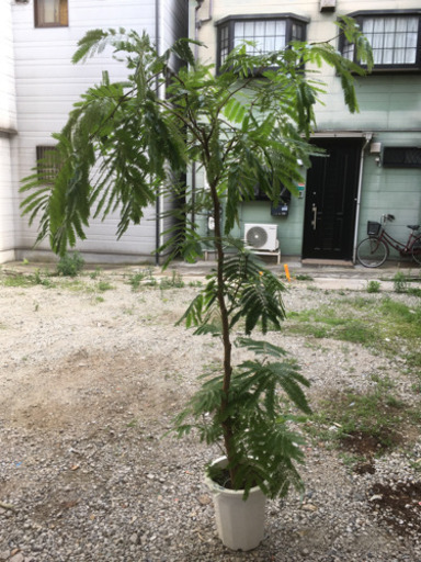 観葉植物　エバーフレッシュ