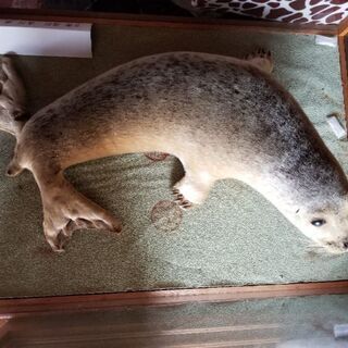子アザラシ　剥製 子アザラシ 剥製