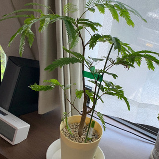 エバーフレッシュ 観葉植物