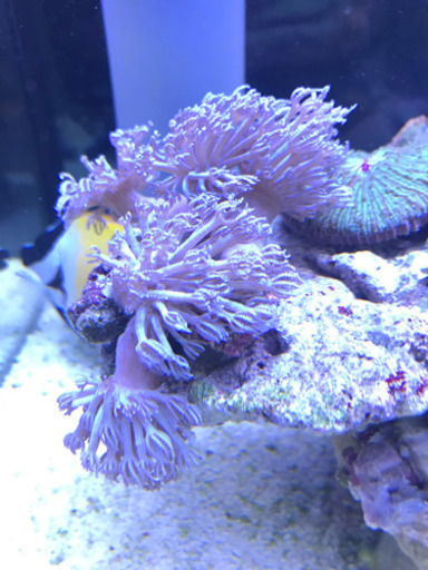 決まりました シロスジウミアザミ珊瑚海水魚アクアリウム なや 稲沢のその他の中古あげます 譲ります ジモティーで不用品の処分