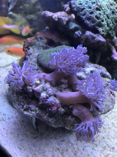 決まりました シロスジウミアザミ珊瑚海水魚アクアリウム なや 稲沢のその他の中古あげます 譲ります ジモティーで不用品の処分