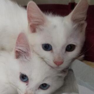 【里親様決定しました💖】白猫の新しい家族募集中！2020年３月下旬頃産まれ《愛媛県内限定の募集》  - 里親募集