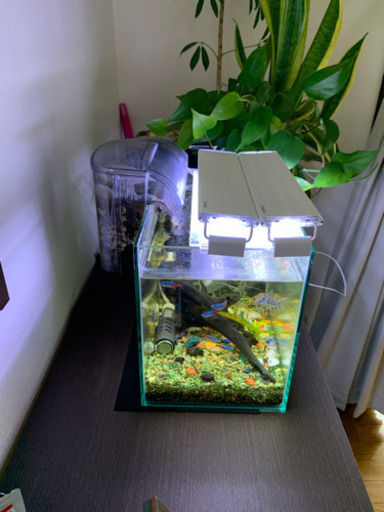 引き取り希望 30センチ水槽フルセット 熱帯魚 しん 瓢箪山のその他の中古あげます 譲ります ジモティーで不用品の処分