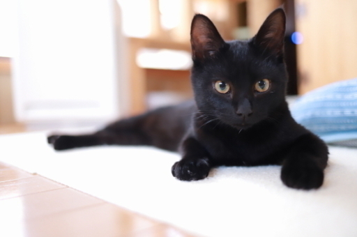 子犬のような性格の黒猫さん 5ヶ月齢 猫の幸せおうち探し あびこの猫の里親募集 ジモティー 子犬のような性格の黒猫さん 5ヶ月齢 猫の幸せおうち探し あびこの猫の里親募集 ジモティー