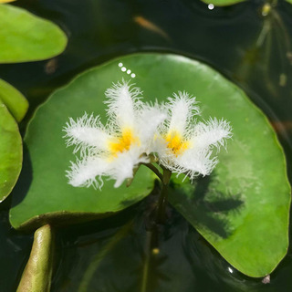 モフモフの花びら、水生植物『ガガブタ』