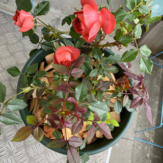 バラ苗ミニバラのコーヒーオベーションパフビューティマイガーデン Run 琴似のその他の中古あげます 譲ります ジモティーで不用品の処分