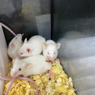 マウス　生後1か月位　5月19日産まれ　ハツカネズミ