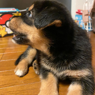 子犬もらってください - 東近江市