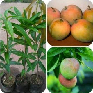 希少　日本で流通していない最高級品種のマンゴの種