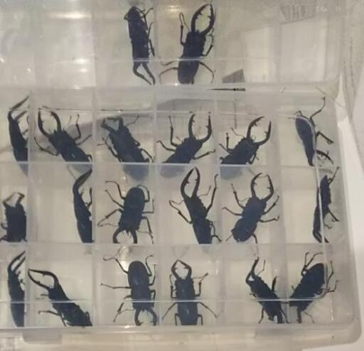 ノコギリクワガタ オス 20匹 (全て水牛型)