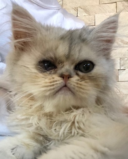 生後3ヶ月のペルシャ猫チンチラシルバー 桃ちゃん 浜田山の猫の里親募集 ジモティー