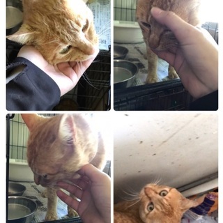 動物病院で保護した可愛い茶トラ君 僕と家族になってください ご縁を待っています Kmhらぶ 茂原の猫の里親募集 ジモティー