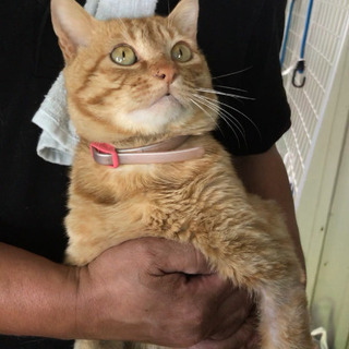 動物病院で保護した可愛い茶トラ君 僕と家族になってください ご縁を待っています Kmhらぶ 茂原の猫の里親募集 ジモティー