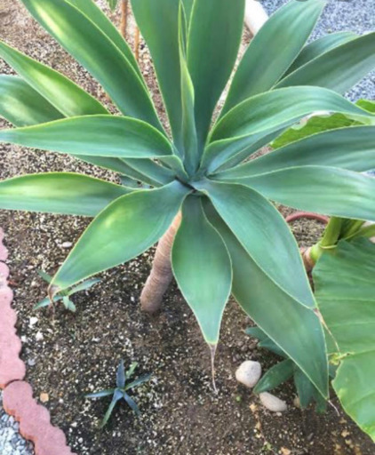 譲ってください アテナータ 観葉植物 多肉植物 アガベ はながっぱ うるまの買いたい くださいの助け合い ジモティー