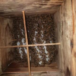 日本ミツバチ1群