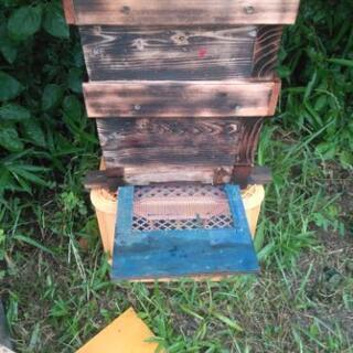 日本ミツバチ1群