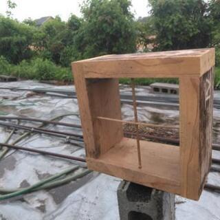 日本ミツバチ1群