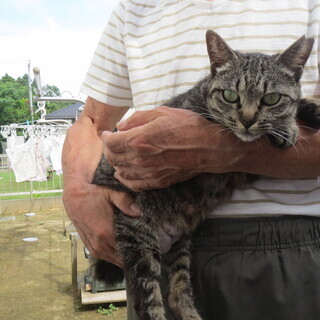 茨城県の飼い猫 里親募集 ジモティー