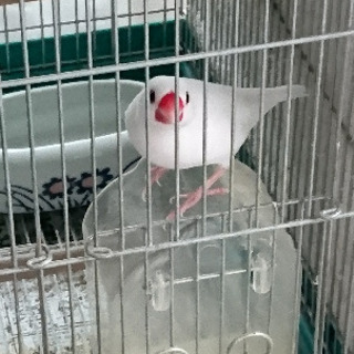 白文鳥 ♂