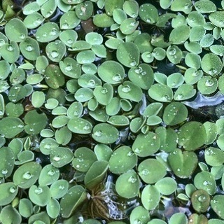 浮草　植物　浮き草　メダカ