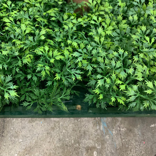 装飾　置物　使用1回のみ