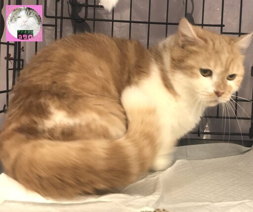 マンチカン短足成猫里親譲渡本文をよくご覧くださいませ アゴはネコ アゴはネコ代々木 代々木の猫の里親募集 ジモティー