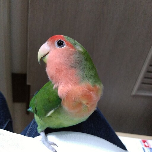 コザクラインコ2歳半 メス 里親募集 Aya 相模原のその他の里親募集 ジモティー コザクラインコ2歳半 メス 里親募集 Aya 相模原のその他の里親募集 ジモティー