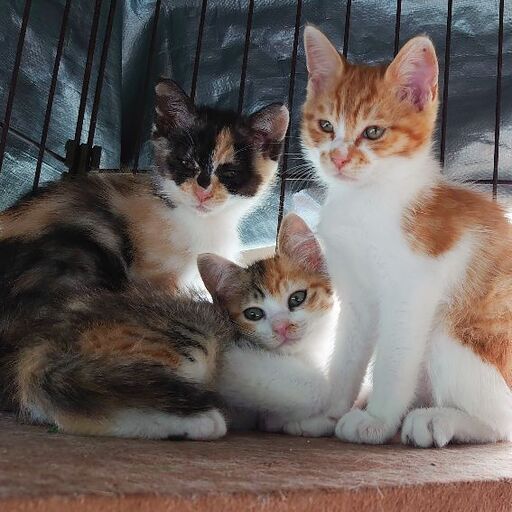 生後2ヶ月くらい 子猫の里親募集 さとみ 今治の猫の里親募集 ジモティー 生後2ヶ月くらい 子猫の里親募集 さとみ 今治の猫の里親募集 ジモティー
