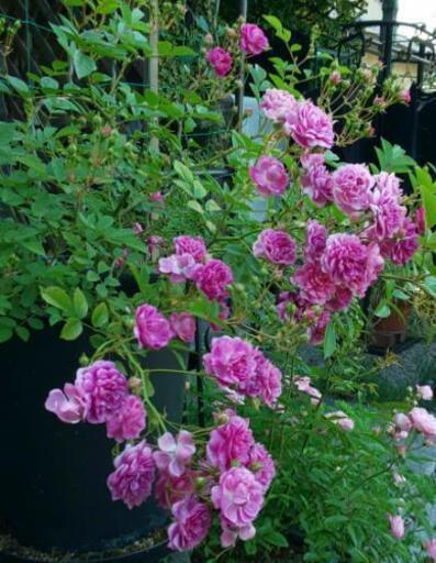 スイートチャリオット 香りのミニバラ カーナ 八栗のその他の中古あげます 譲ります ジモティーで不用品の処分