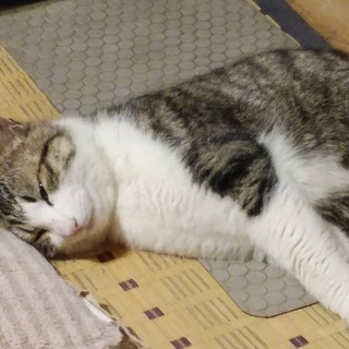 埼玉県 比企郡の猫の里親募集 ジモティー