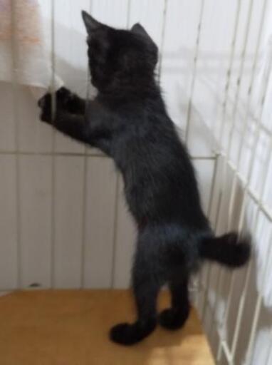 年5月4日産まれ 尻尾の短い黒猫 オス の新しい家族になって下さい ねこわん 古泉の猫の里親募集 ジモティー
