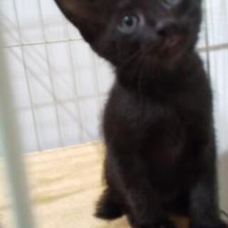 年5月4日産まれ 尻尾の短い黒猫 オス の新しい家族になって下さい ねこわん 古泉の猫の里親募集 ジモティー 年5月4日産まれ 尻尾の短い黒猫 オス の新しい家族になって下さい ねこわん 古泉の猫の里親募集 ジモティー