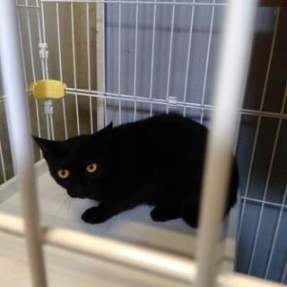 里親募集　生後約半年くらいの黒い雄猫の里親さんを探しています。 − 愛知県
