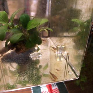 中古オトシンネグロが無料 格安で買える ジモティー