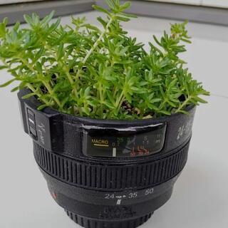 カメラレンズ型のカップに多肉植物！！