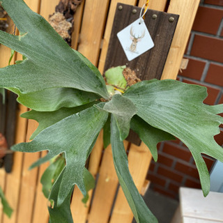 各種観葉植物販売しています♡