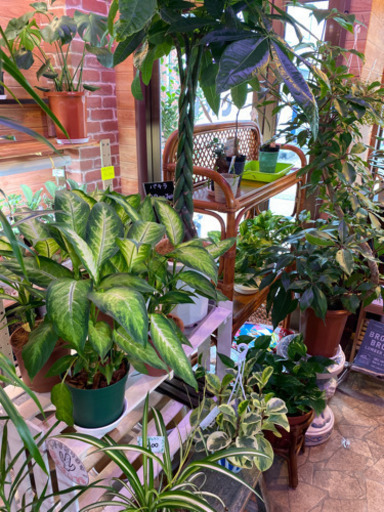 各種観葉植物販売しています 葉っぱ屋 Crea 板宿のその他の中古あげます 譲ります ジモティーで不用品の処分
