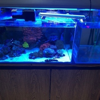 海水魚　海水魚　生体