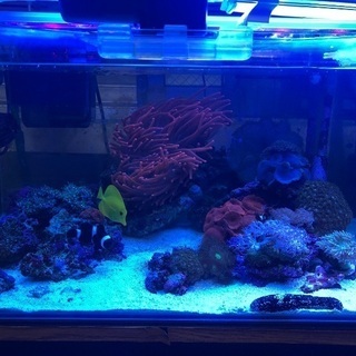 海水魚　海水魚　生体
