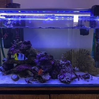 海水魚　海水魚　生体