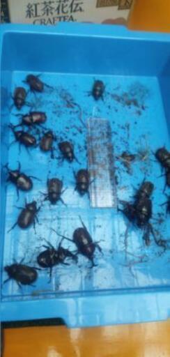 国産カブトムシ