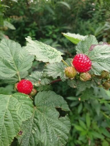 ラズベリー人気種差し上げます マサアンチャン 高浜のその他の中古あげます 譲ります ジモティーで不用品の処分