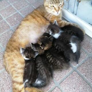 5月19日生まれ仔猫の里親さん募ります