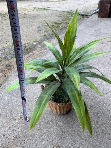 造花観葉植物メンテナンス不要 ぽんた 安来のインテリア雑貨 小物 置物 オブジェ の中古あげます 譲ります ジモティーで不用品の処分 造花観葉植物メンテナンス不要 ぽんた 安来のインテリア雑貨 小物 置物 オブジェ の中古あげます 譲ります ジモティーで不用品の処分